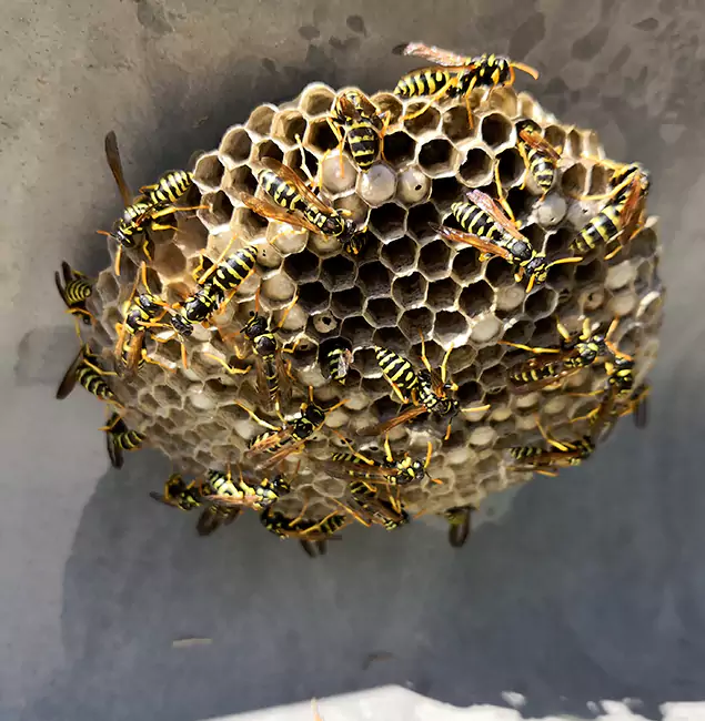 Why Cape Coral Chooses Cape Coral Pest Controls for Wasp Control Services?