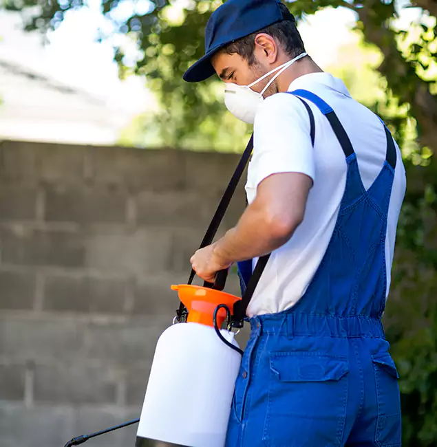 Why Cape Coral Pest Controls Is the Right Choice for Yellow Jacket Removal in Cape Coral, FL?