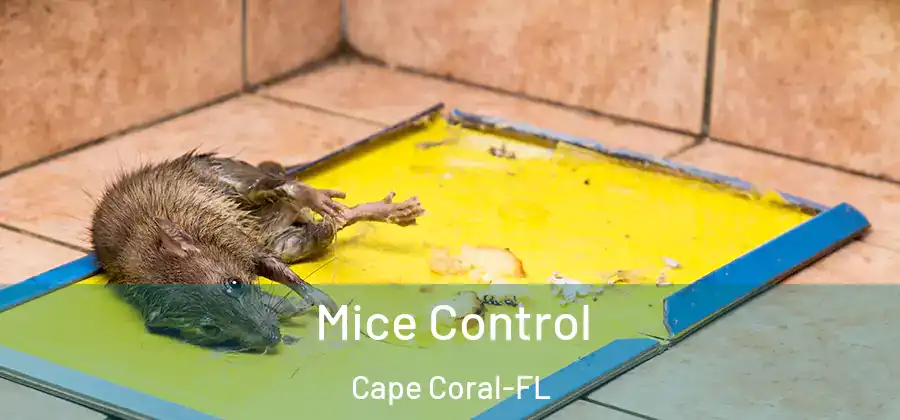 Mice Control Cape Coral-FL