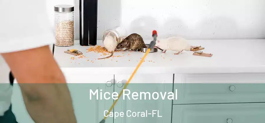 Mice Removal Cape Coral-FL