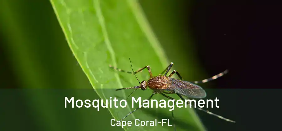  Mosquito Management Cape Coral-FL