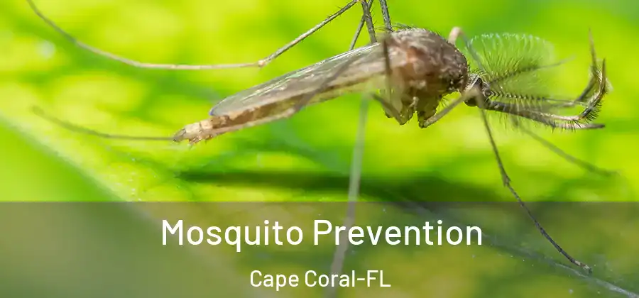  Mosquito Prevention Cape Coral-FL