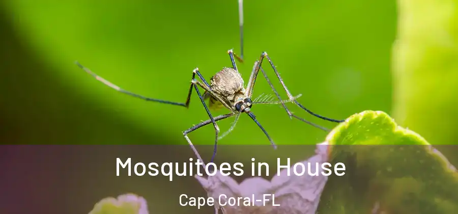 Mosquitoes in House Cape Coral-FL