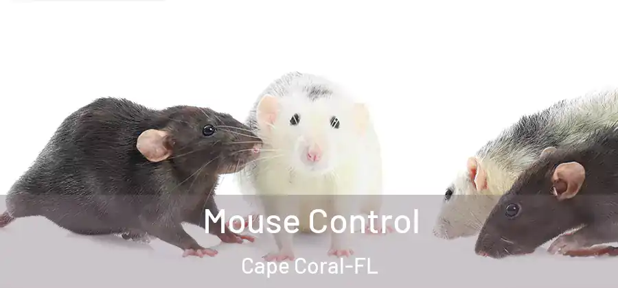  Mouse Control Cape Coral-FL
