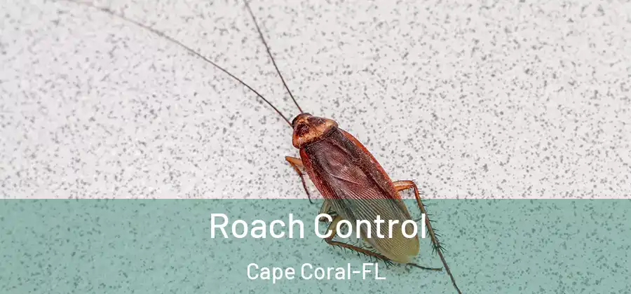  Roach Control Cape Coral-FL