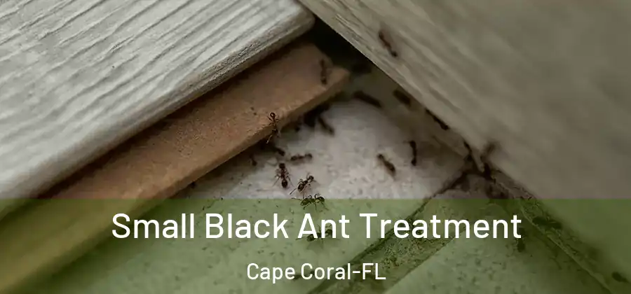 Small Black Ant Treatment Cape Coral-FL
