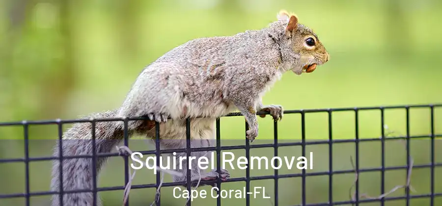  Squirrel Removal Cape Coral-FL