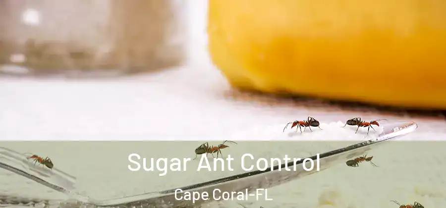 Sugar Ant Control Cape Coral-FL