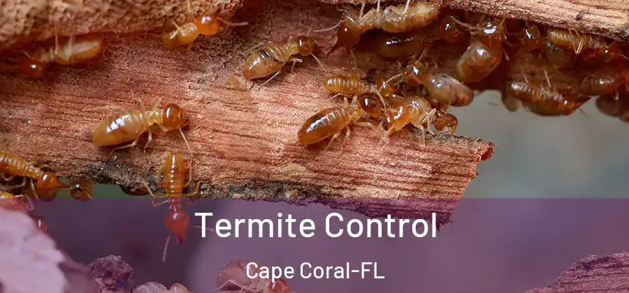  Termite Control Cape Coral-FL