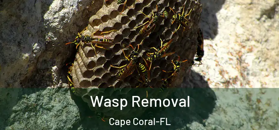 Wasp Removal Cape Coral-FL